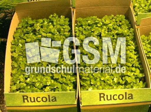 Rucola.jpg